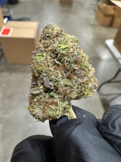 Wholesale Flower by the QP Dogillato