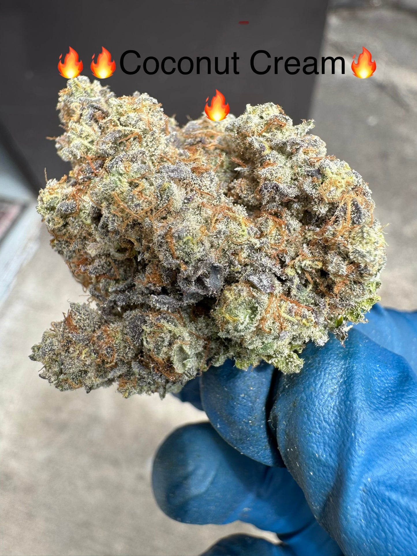 Coconut Cream Super Rare Exotic Hemp Flower by the QP
