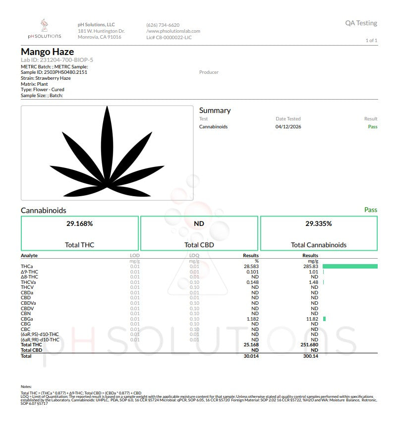 Mango Haze Super Loud Exotics Hemp Flower by the QP
