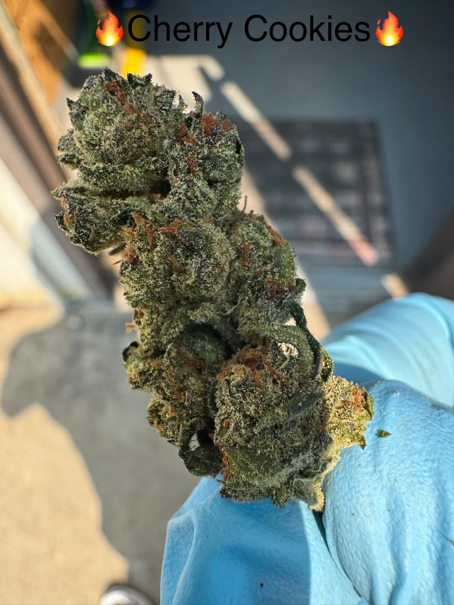 Fresh Harvest Cherry Cookies Hemp Flower by the QP