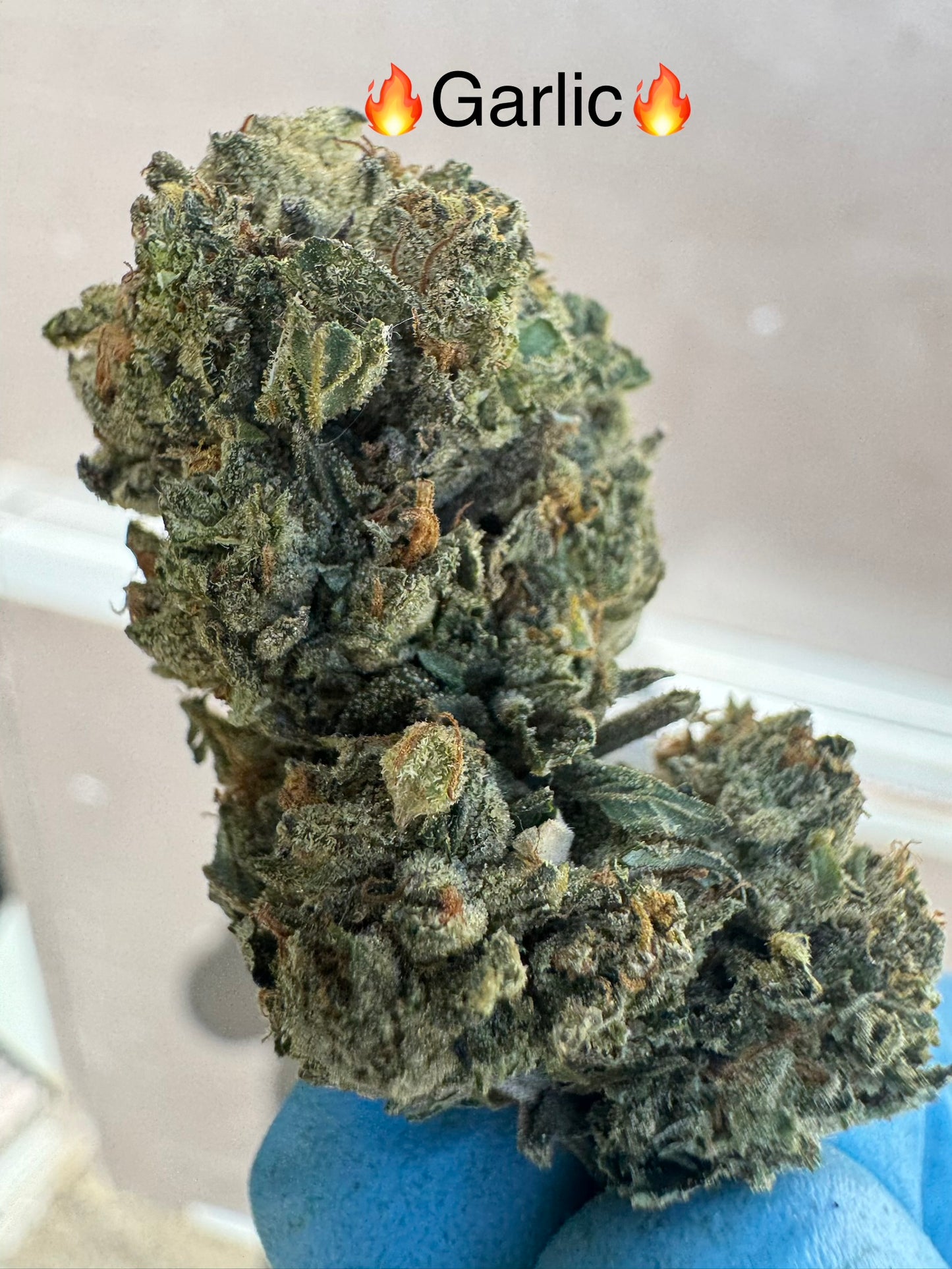Fresh Harvest Garlic Juice Exotic Hemp flower by the QP