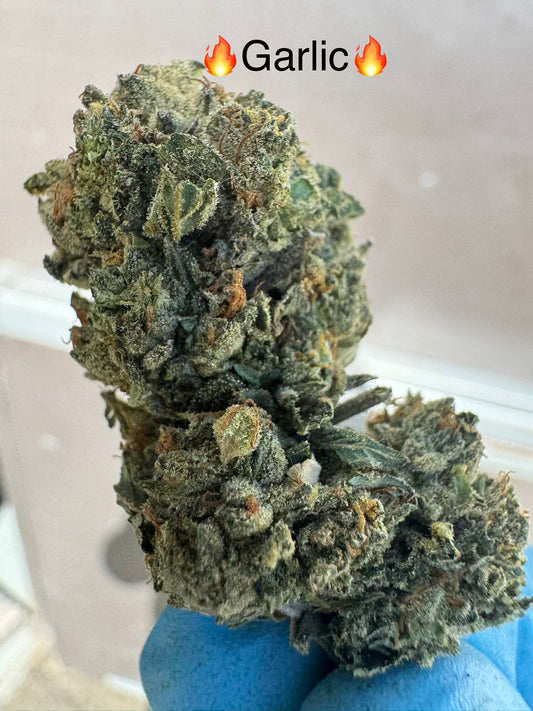 Fresh Harvest Garlic Juice Exotic Hemp flower by the QP
