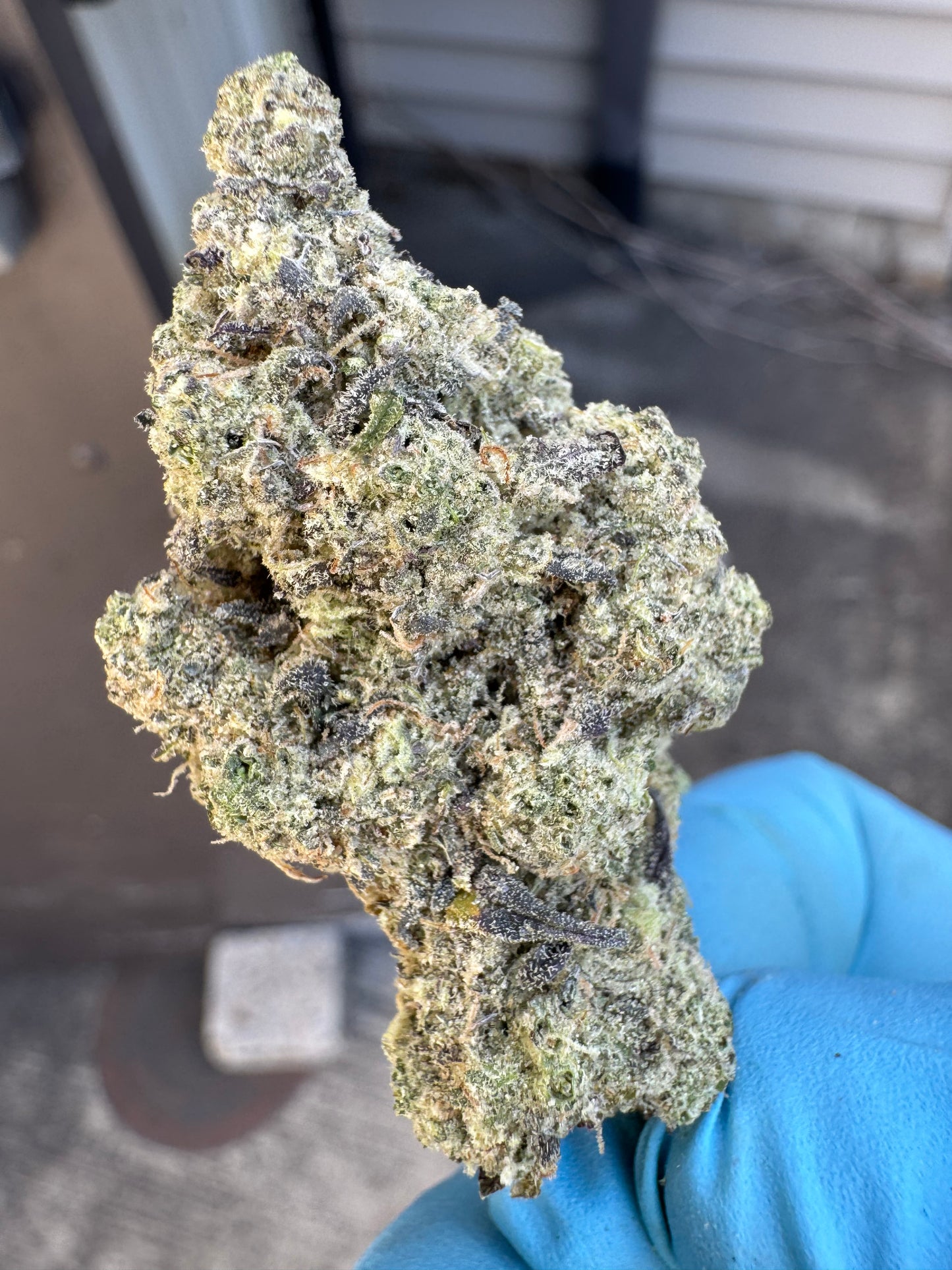 GUSH MINTZ Hydro Farm Super Premium Hemp Flower by the QP