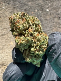 Wholesale Flower by the QP GMO