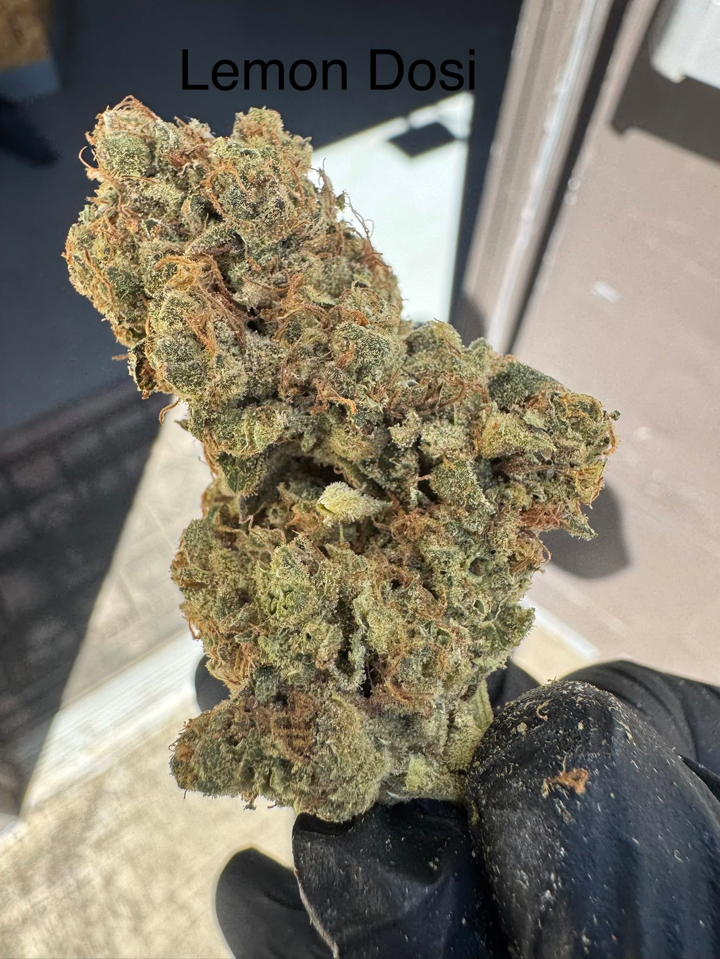 Lemon Dosi high CBD Hemp Flower