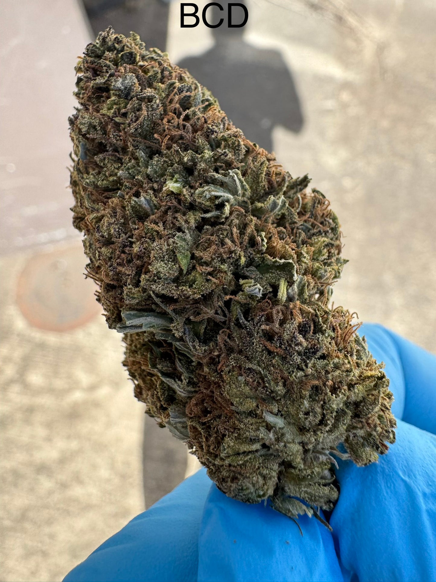 BCD Premium Hemp Flower by the QP