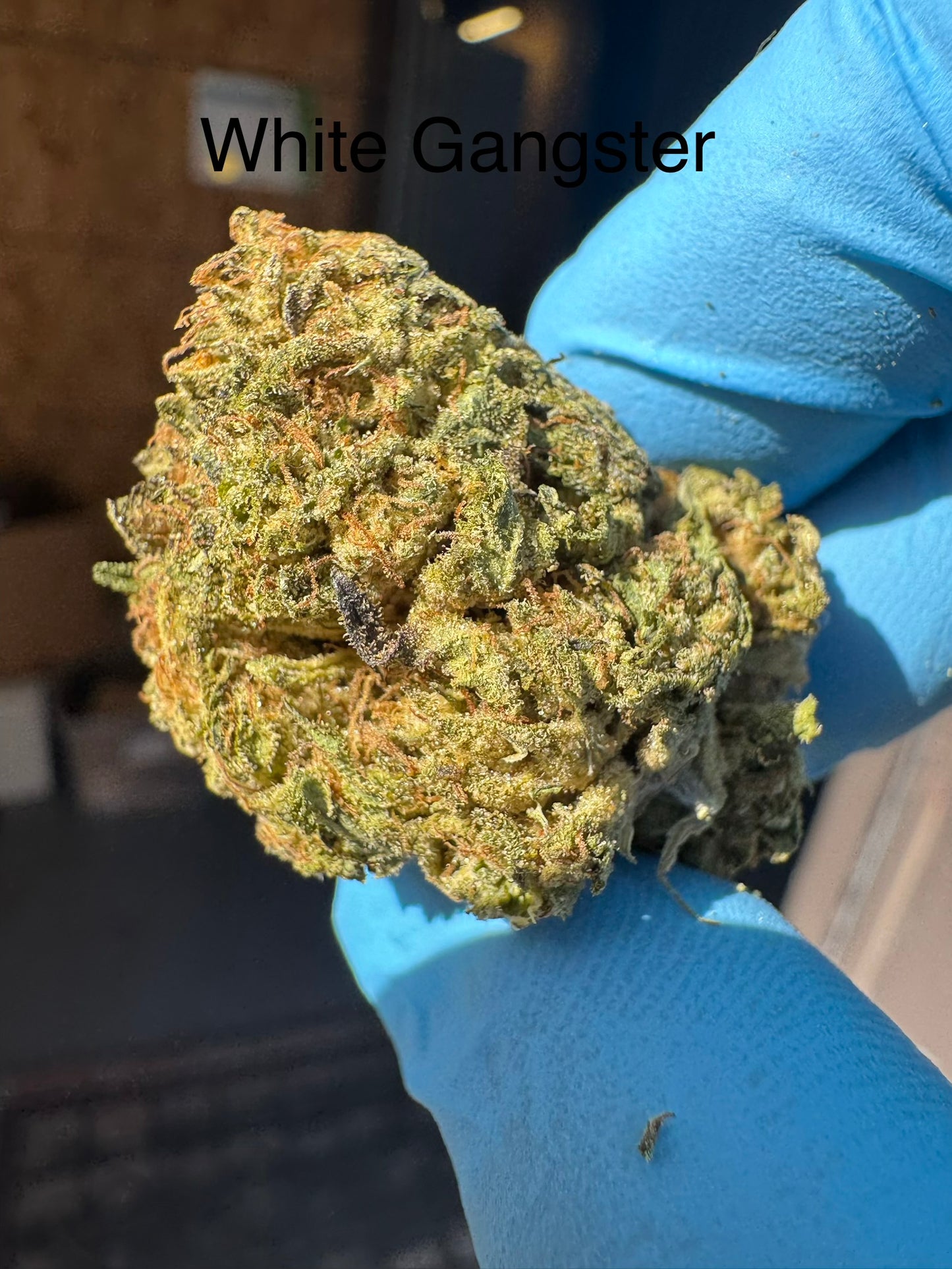 White Gangster Top Shelf Hemp Flower by the QP