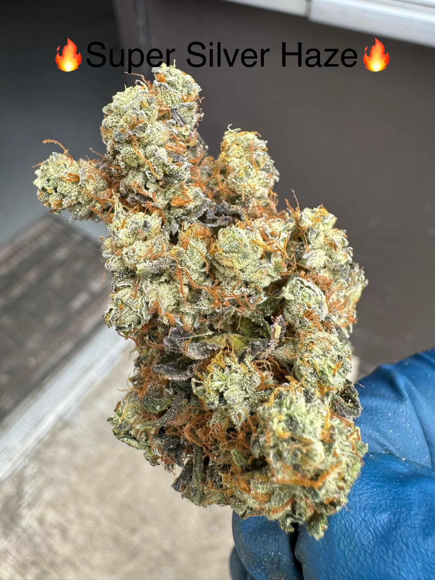 Super Silver Haze LEGENDARY Exotic hemp Flower by the QP