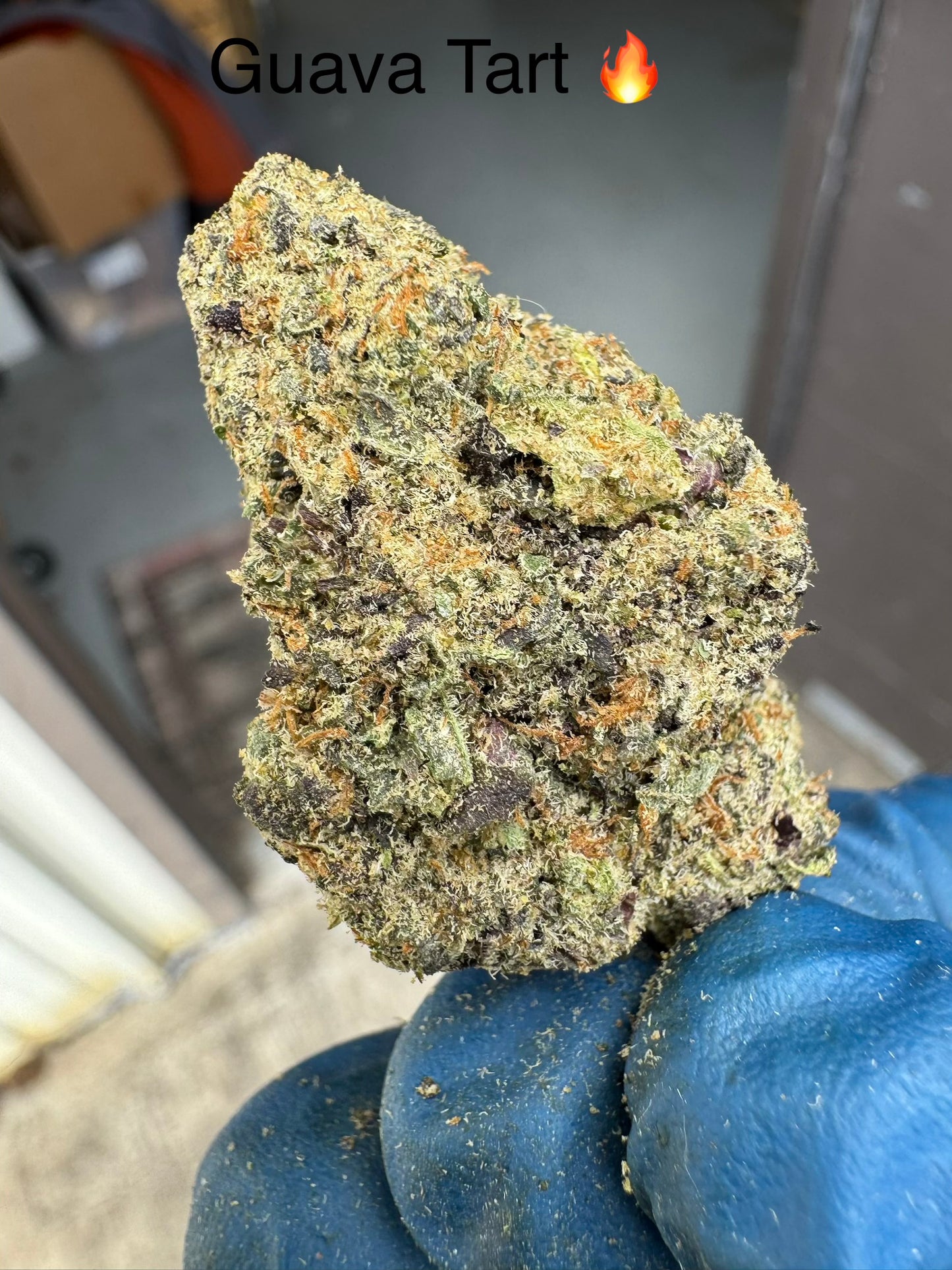 Guava Tart Exotic Hemp Flower by the QP