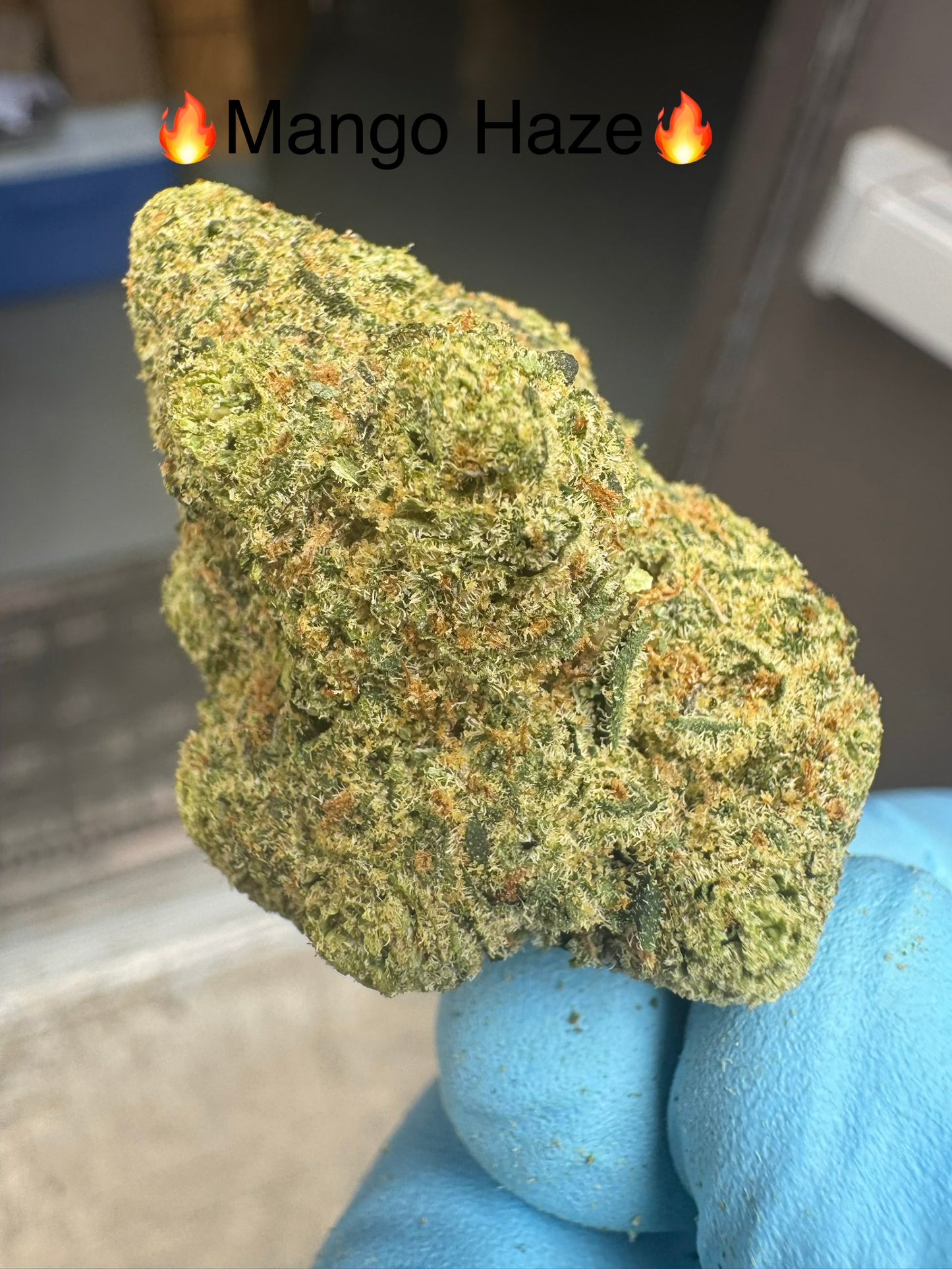 Mango Haze Super Loud Exotics Hemp Flower by the QP