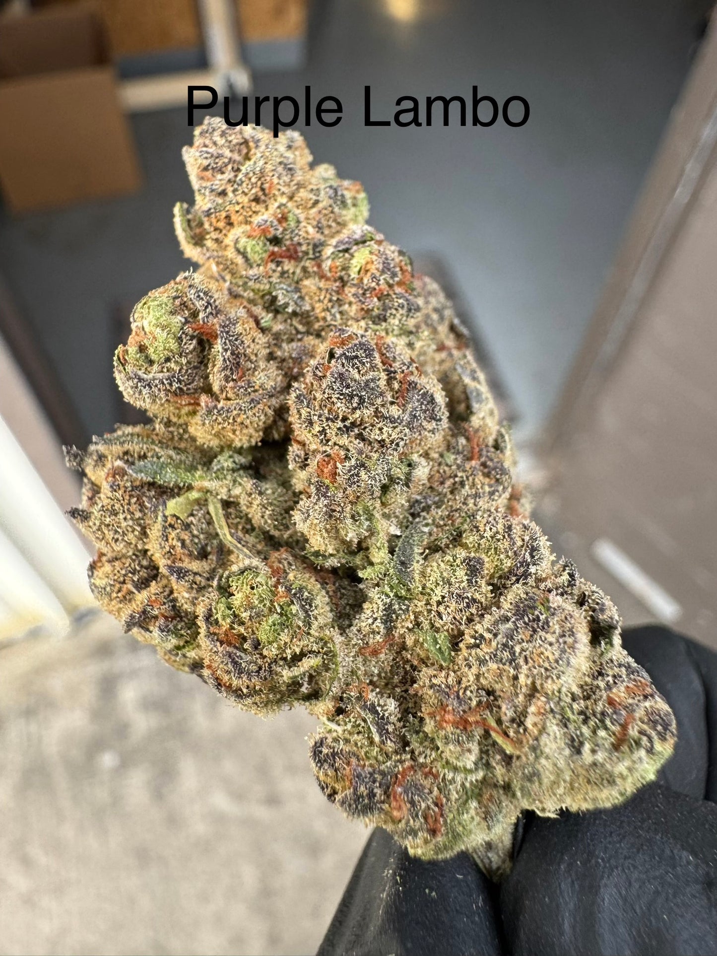 PURPLE LAMBO "Rare" Exotic Hemp Flower QP