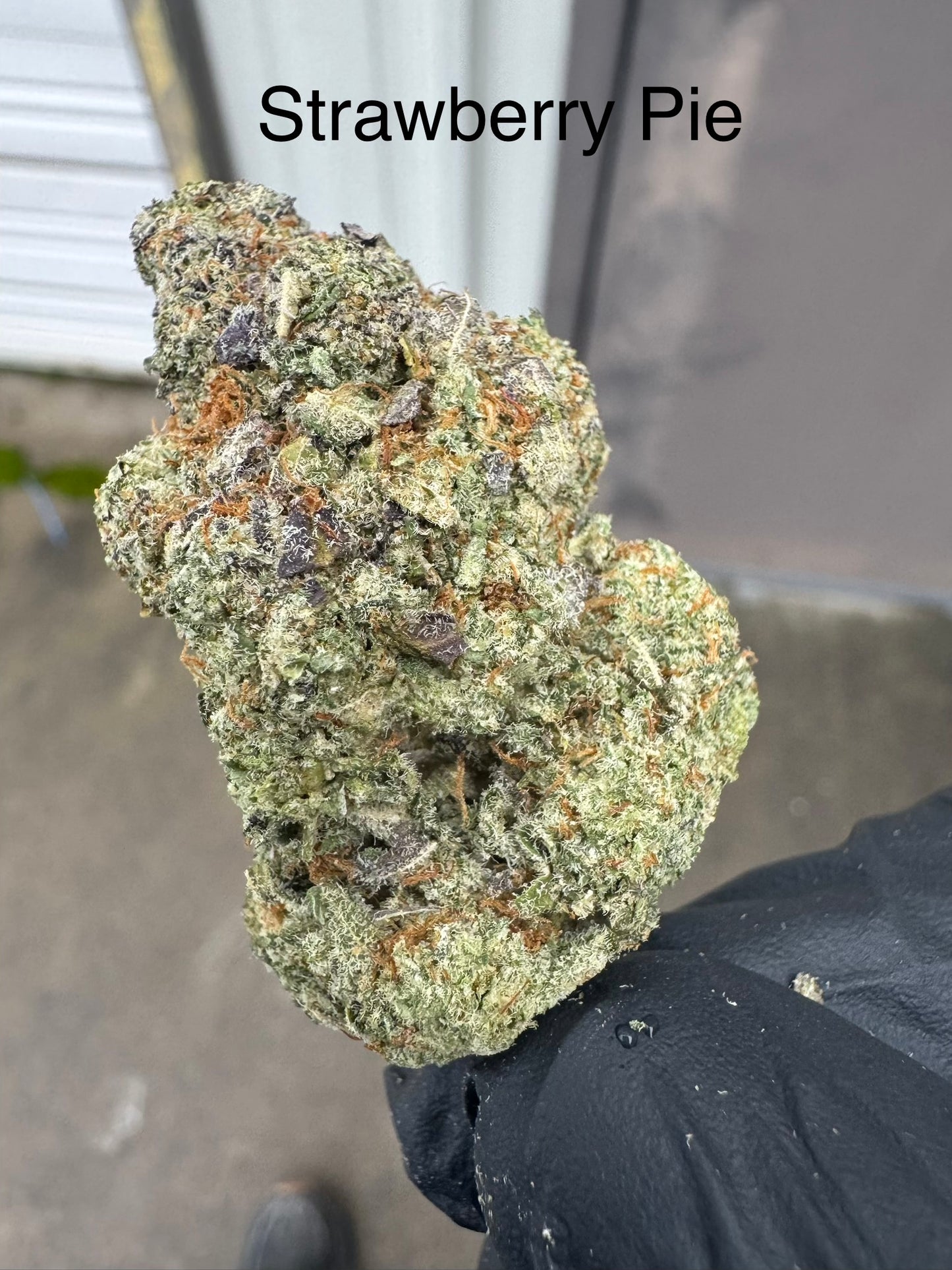 Strawberry Pie Exotic Hemp Flower by the QP