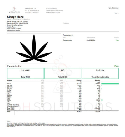 Fresh Harvested Mango Haze Hemp Flower by the QP