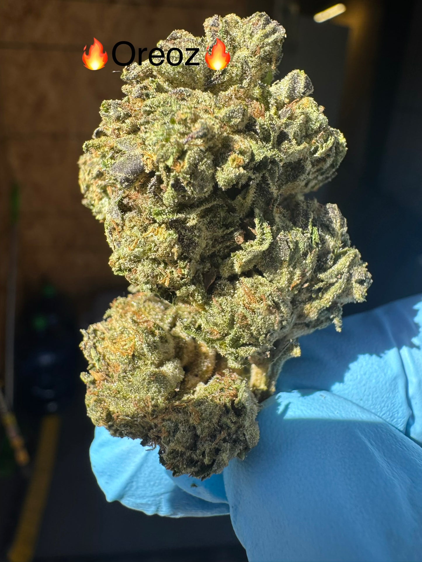 Fresh Harvest Oreoz Hemp Flower by the QP