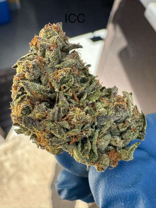 Fresh Harvest ICC Hemp Flower by the QP