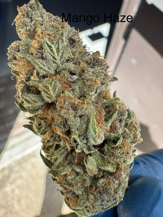 Fresh Harvested Mango Haze Hemp Flower by the QP