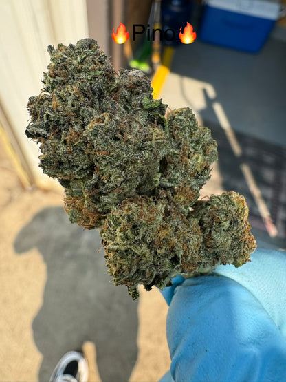 Fresh Harvest Pinot Noir Premium Hemp Flower by The QP