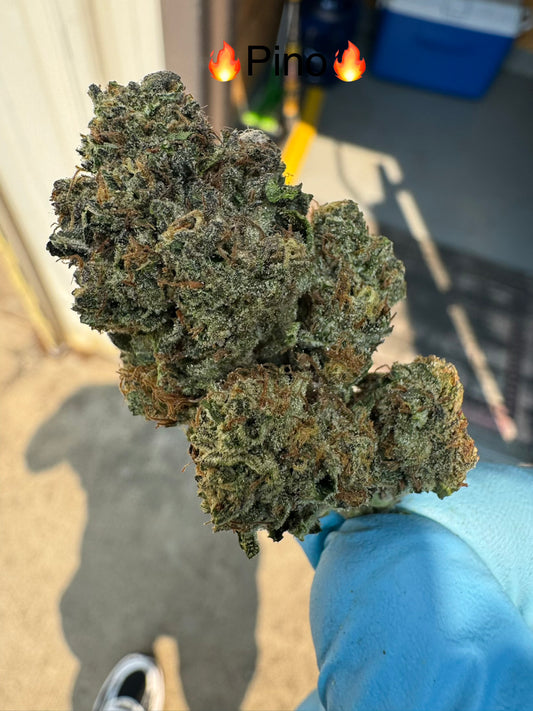 Fresh Harvest Pinot Noir Premium Hemp Flower by The QP