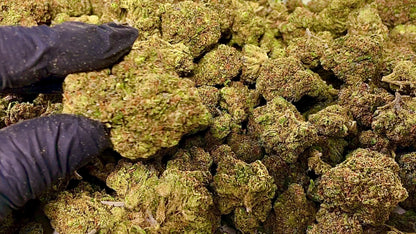 Wholesale Flower by Weight - Candy Gas (Hybrid)