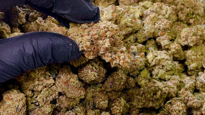 Wholesale Flower by Weight - Unicorn Candy (Sativa)